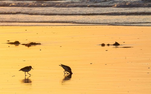 Two oystercatchers (Haematopus ostralegus), adult buries head deep in sand to catch lugworm,