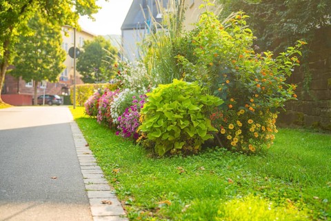 A colourful garden strip on a street with lush greenery and colourful flowers, Nagold, Calw