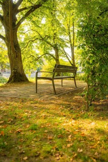 Wooden bench under shady trees in a sunny park, autumn leaves on the ground, Nagold, district of