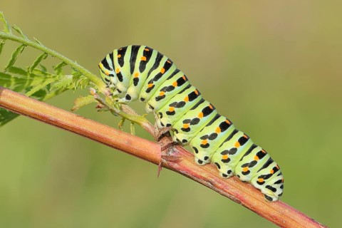 Swallowtail caterpillar (Papilio machaon), caterpillar sitting on Wild carrot (Daucus carota),
