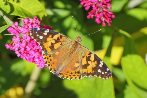 Thistle butterfly (Vanessa cardui) sucking nectar on butterfly bush (Buddleja davidii), butterfly
