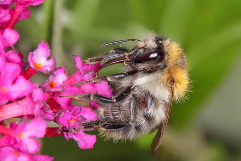 Field bumblebee (Bombus pascuorum), sucking nectar on summer lilac (Buddleja davidii), butterfly
