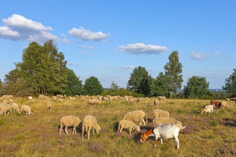Landscape conservation with sheep and goats in the Truppacher Heide, Trupbacher Heide nature