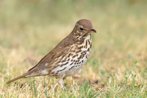 Song thrush (Turdus philomelos) standing in a meadow, wildlife, thrushes, migratory bird, songbird,