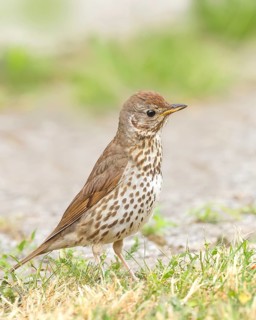 Song thrush (Turdus philomelos) standing on garden path, wildlife, thrushes, migratory bird,