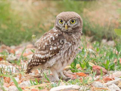 Little owl (Athene noctua) young bird standing on the ground, endangered bird species in Central