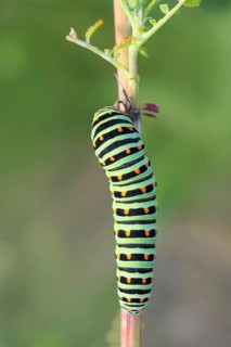 Swallowtail caterpillar (Papilio machaon), caterpillar sitting on Wild carrot (Daucus carota), top