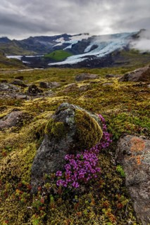 Arctic thyme (Thymus praecox ssp. arcticus), pink flowers, mosses, glacier tongue behind, glacier,