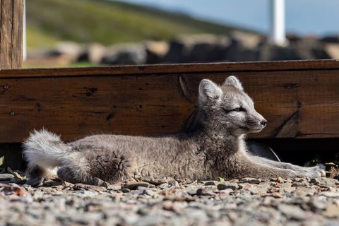Young Arctic fox (Vulpes lagopus) lying in front of a house, relaxed, wild, sunny, curious, East