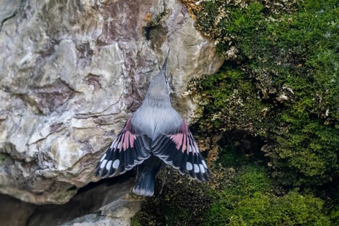 Wallcreeper (Tichodroma muraria), sitting in a rock face, Alpine Zoo, Innsbruck, Tyrol, Austria