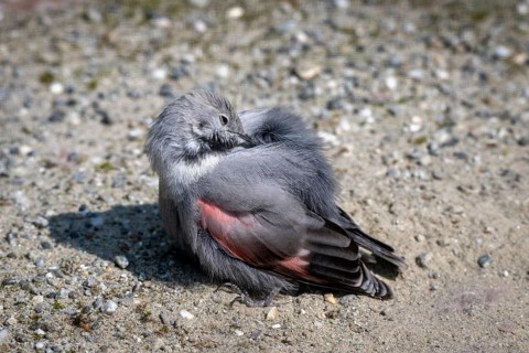 Wallcreeper (Tichodroma muraria), preening itself, Alpine Zoo, Innsbruck, Tyrol, Austria