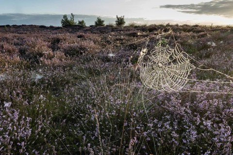 Spider's web in heathland at sunrise, Emsland, Lower Saxony, Germany