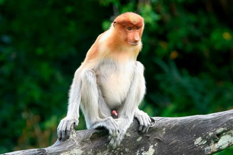 Endemic Proboscis monkey or Long-nosed monkey (Nasalis larvatus), sitting on a branch in the