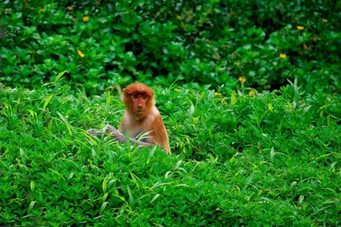 Endemic Proboscis monkey or Long-nosed monkey (Nasalis larvatus) in high grass, Borneo, Malaisia