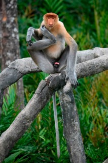 Endemic Proboscis monkey or Long-nosed monkey (Nasalis larvatus), sitting on a branch in the
