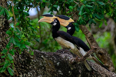 Malabar Pied-Hornbill (Anthracoceros coronatus) couple on a branch in the forest, Sri Lanka