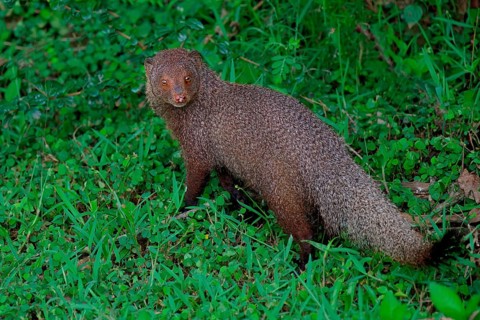 Ruddy mongoose (Urva smithii), Sri Lanka