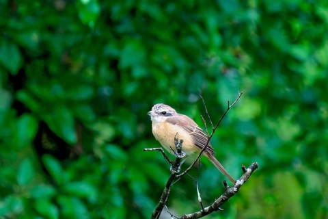 Brown Shrike (Lanius cristatus) on a branch, Sri Lanka