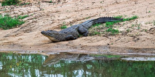 Mugger or Marsh crocodile (Crocodylus palustris), Sri Lanka