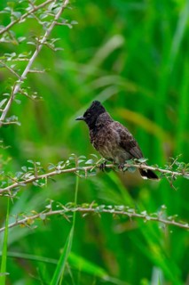 Red-vented Bulbul (Pycnonotus cafer) in vegetation, Sri Lanka