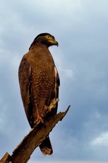 Crested Serpent Eagle (Spilornis cheela) perched on a branch against the sky, Sri Lanka