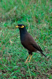 Common myna or Indian myna (Acridotheres tristis), Sri Lanka