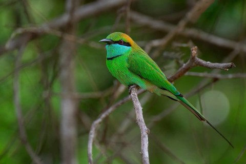 Asian Green Bee-eater (Merops orientalis orientalis) on a branch, Sri Lanka
