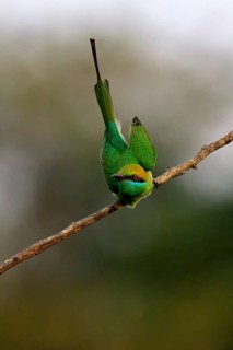 Asian Green Bee-eater (Merops orientalis orientalis) on a branch, Sri Lanka