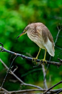 Indian pond heron (Ardeola grayii) on a branch, Sri Lanka