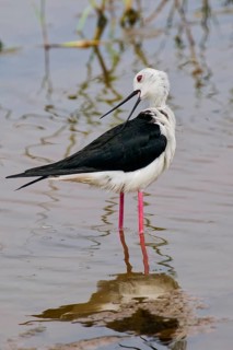 Black-winged Stilt (Himantopus himantopus) reflecting in water, Sri Lanka