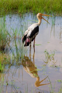 Painted stork (Mycteria leucocephala) reflecting in water, Sri Lanka