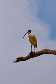 Black-headed ibis (Threskiornis melanocephalus) perched on a branch, Sri Lanka