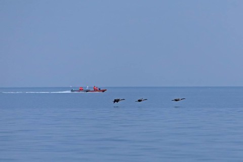 Motorboats, flying Canada geese (Branta canadensis), Kiel Fjord, Falckenstein, Kiel,