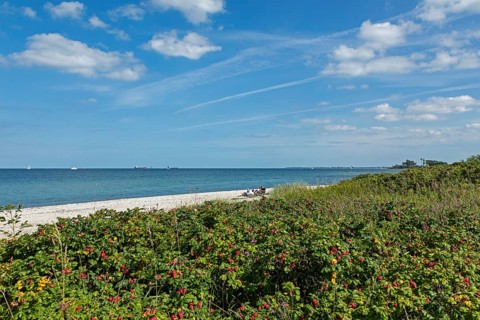 Beach, Bülk lighthouse, potato rose (Rosa rugosa), rose hips, Strande, Schleswig-Holstein, Germany