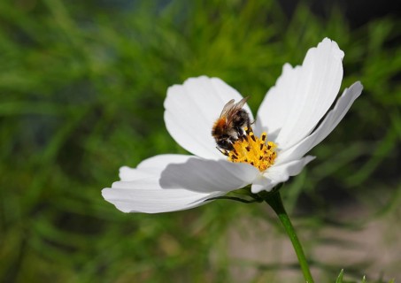 Bumblebee (Bombus terrestris), on a white ornamental basket flower (Cosmos bipinnatus), North