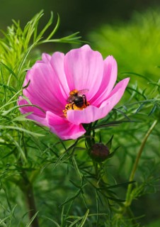 Bumblebee (Bombus terrestris), on a pink ornamental basket flower (Cosmos bipinnatus), North
