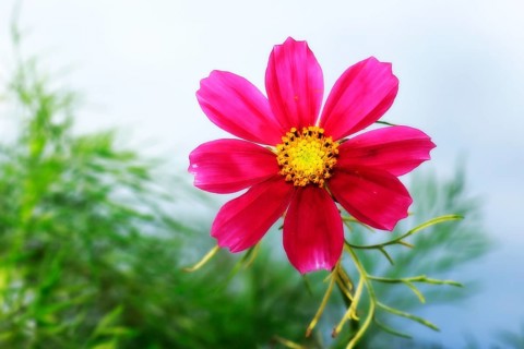 Ornamental basket 'Sensation Mix' (Cosmos bipinnatus), fifteen weeks after sowing, alienation,