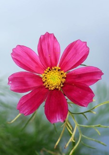 Ornamental basket 'Sensation Mix' (Cosmos bipinnatus), fifteen weeks after sowing, North