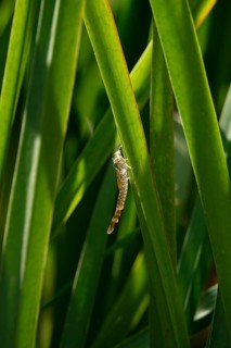 Dragonfly larva, July, Germany