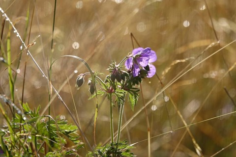 Meadow cranesbill, July, Germany
