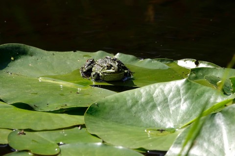 Frog on a water lily leaf, July, Germany