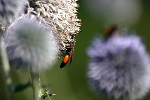 Grasshopper sand wasp, July, Germany