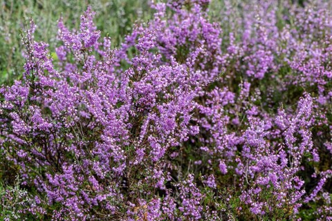 Heather (Calluna vulgaris), Emsland, Lower Saxony, Germany