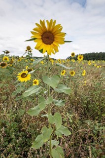 Sunflowers (Helianthus annuus), Emsland, Lower Saxony, Germany