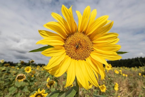 Sunflowers (Helianthus annuus), Emsland, Lower Saxony, Germany