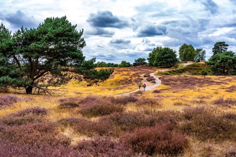 Westruper Heide, in the Hohe Mark Westmünsterland nature park Park, near Haltern am See, heather
