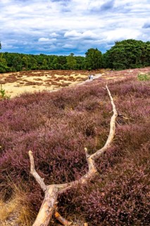 Westruper Heide, in the Hohe Mark Westmünsterland nature park Park, near Haltern am See, heather