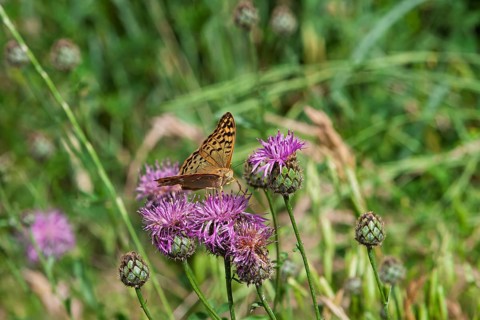 Pearl-bordered Fritillary, occasionally also Pearl-bordered Fritillary (Argynnini), Provence,