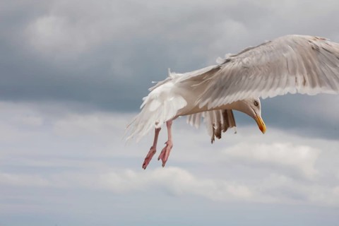 Herring Gull (Larus argentatus), Brittany, France