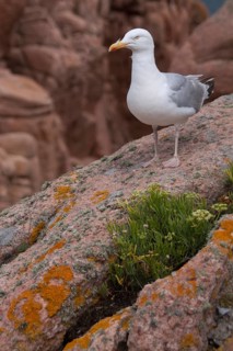 Herring Gull (Larus argentatus), sitting on a rock, Ile de Brehat, Brittany, France